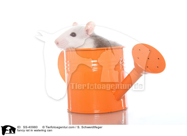 Farbratte in Giekanne / fancy rat in watering can / SS-40980