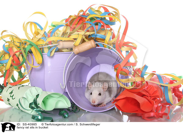 Farbratte sitzt im Eimer / fancy rat sits in bucket / SS-40985