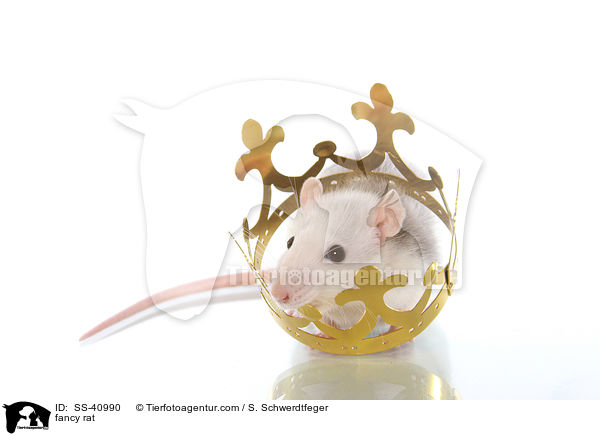 Farbratte / fancy rat / SS-40990