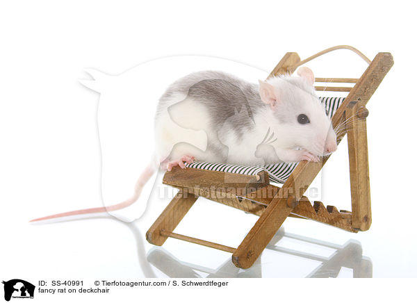 Farbratte auf Liegestuhl / fancy rat on deckchair / SS-40991