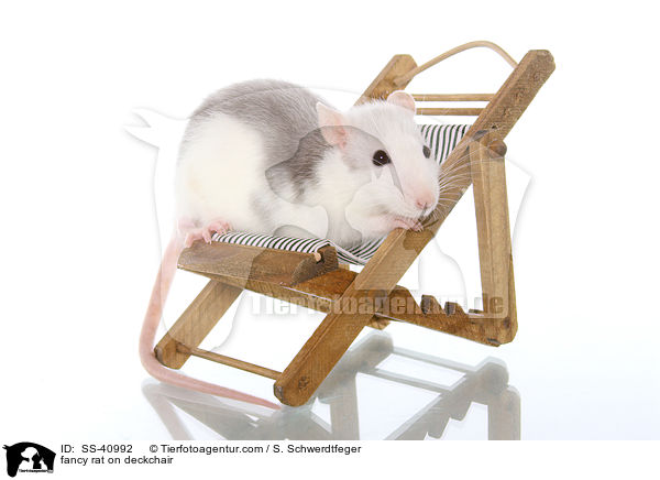 Farbratte auf Liegestuhl / fancy rat on deckchair / SS-40992