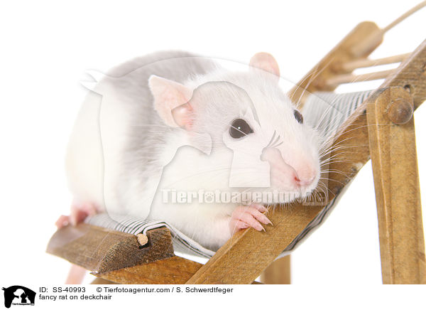 Farbratte auf Liegestuhl / fancy rat on deckchair / SS-40993
