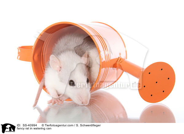 Farbratte in Giekanne / fancy rat in watering can / SS-40994