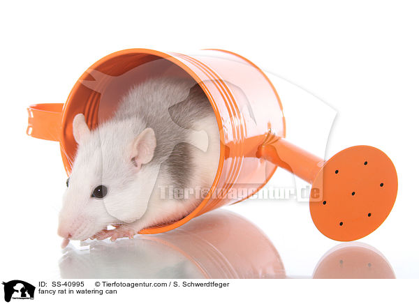 Farbratte in Giekanne / fancy rat in watering can / SS-40995