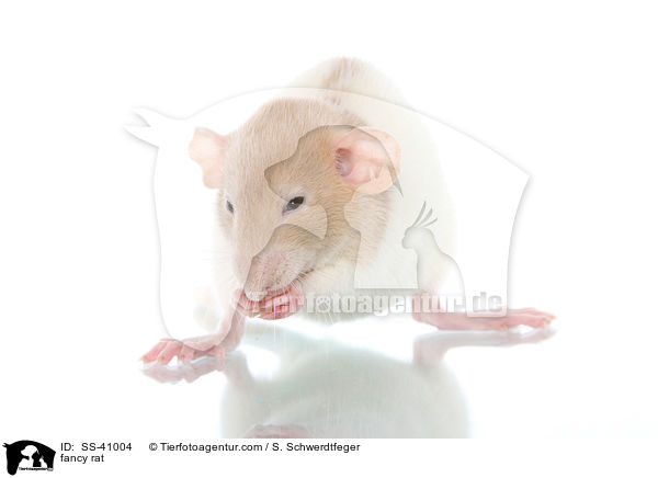 Farbratte / fancy rat / SS-41004