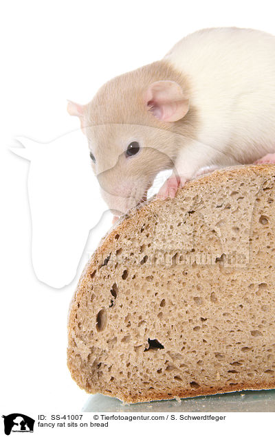 Farbratte sitzt auf Brot / fancy rat sits on bread / SS-41007