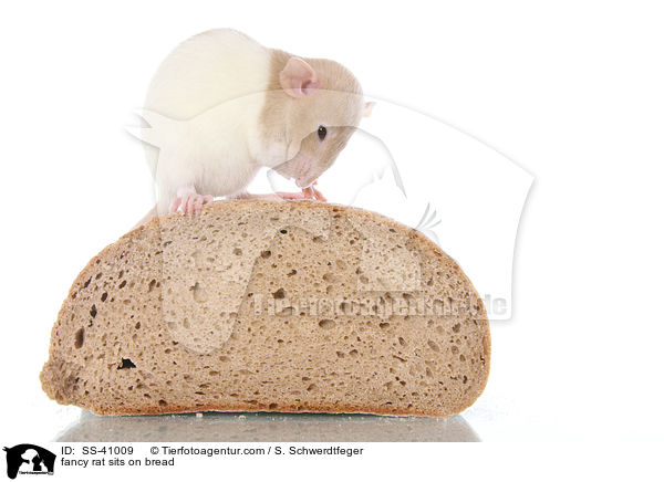 Farbratte sitzt auf Brot / fancy rat sits on bread / SS-41009