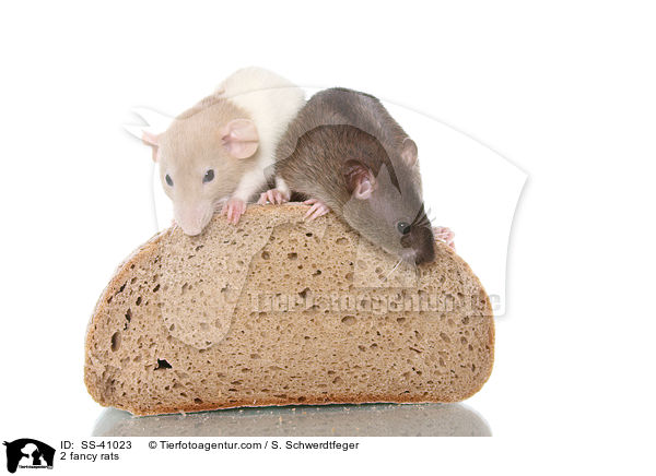 2 fancy rats / SS-41023