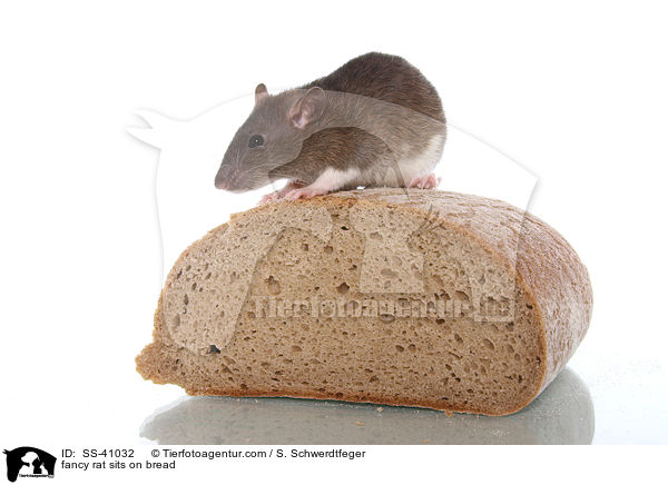 Farbratte sitzt auf Brot / fancy rat sits on bread / SS-41032