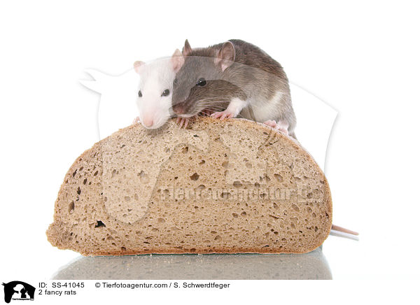 2 Farbratten / 2 fancy rats / SS-41045