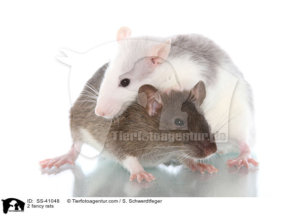 2 Farbratten / 2 fancy rats / SS-41048