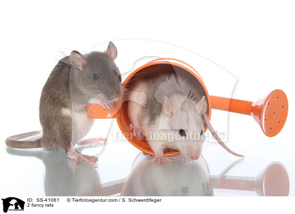 2 Farbratten / 2 fancy rats / SS-41061