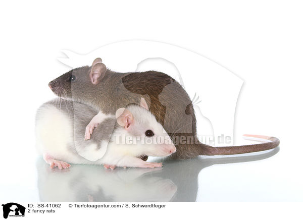 2 Farbratten / 2 fancy rats / SS-41062