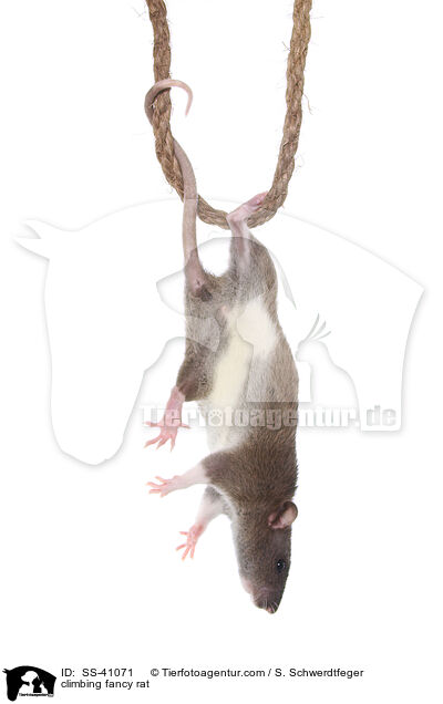 climbing fancy rat / SS-41071