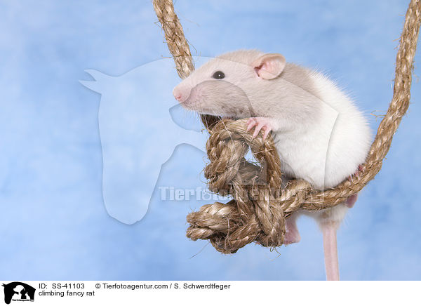 kletternde Farbratte / climbing fancy rat / SS-41103