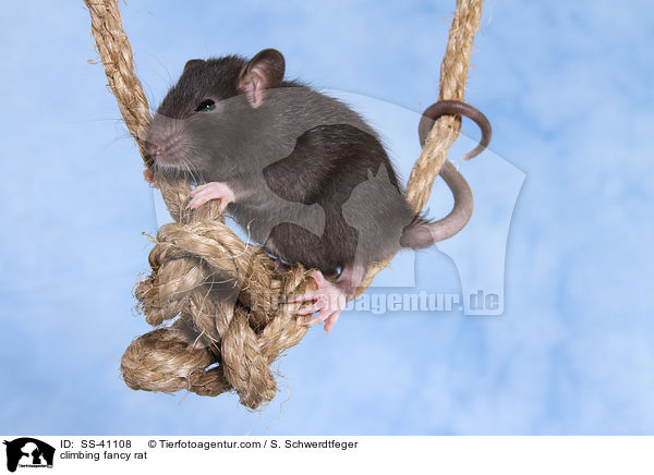 kletternde Farbratte / climbing fancy rat / SS-41108