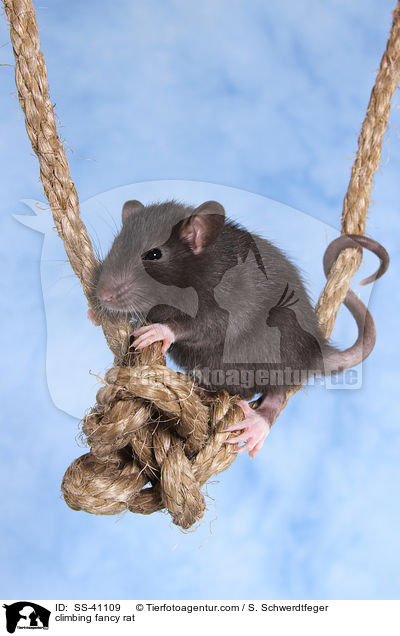kletternde Farbratte / climbing fancy rat / SS-41109
