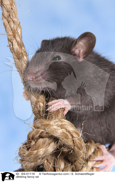 kletternde Farbratte / climbing fancy rat / SS-41119