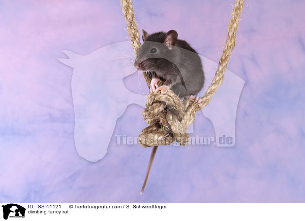 climbing fancy rat / SS-41121