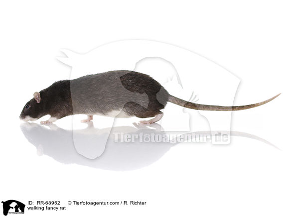 laufende Farbratte / walking fancy rat / RR-68952