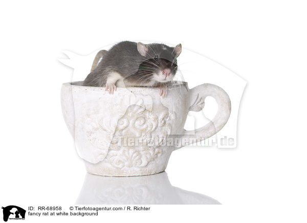 Farbratte auf weiem Hintergrund / fancy rat at white background / RR-68958