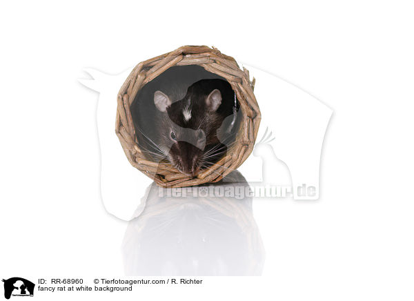 Farbratte auf weiem Hintergrund / fancy rat at white background / RR-68960