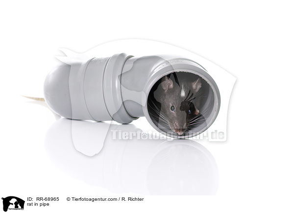 Ratte im Abflussrohr / rat in pipe / RR-68965