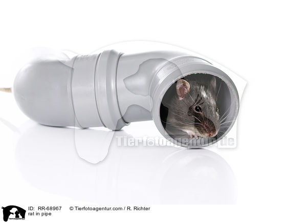 Ratte im Abflussrohr / rat in pipe / RR-68967