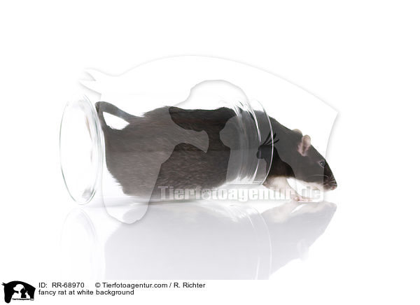 Farbratte auf weiem Hintergrund / fancy rat at white background / RR-68970