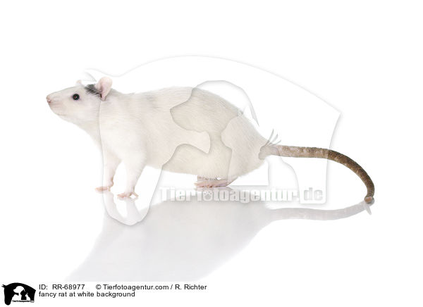 Farbratte auf weiem Hintergrund / fancy rat at white background / RR-68977