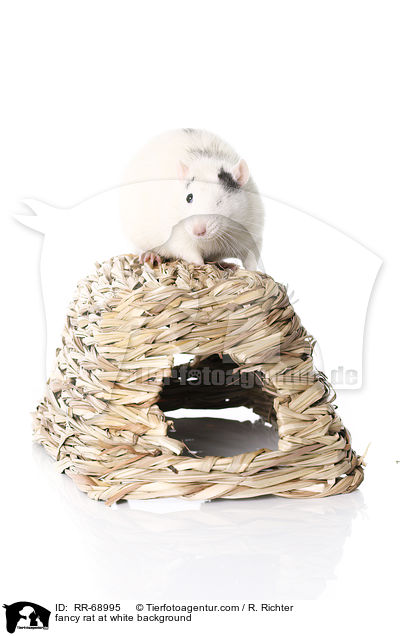 Farbratte auf weiem Hintergrund / fancy rat at white background / RR-68995