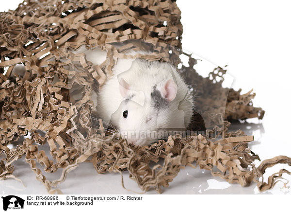 Farbratte auf weiem Hintergrund / fancy rat at white background / RR-68996