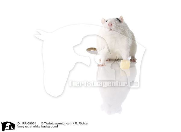 Farbratte auf weiem Hintergrund / fancy rat at white background / RR-69001