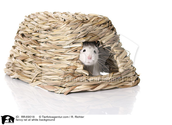 fancy rat at white background / RR-69018