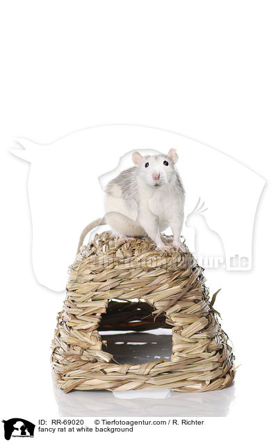 Farbratte auf weiem Hintergrund / fancy rat at white background / RR-69020