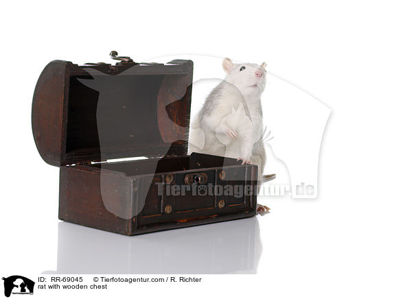 Ratte mit Holztruhe / rat with wooden chest / RR-69045