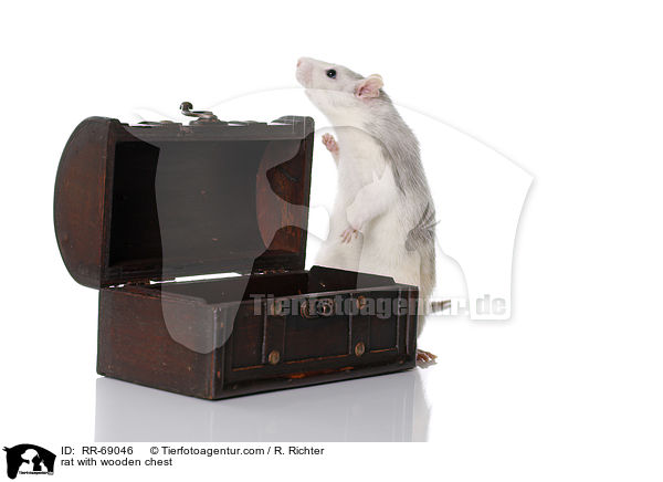 rat with wooden chest / RR-69046