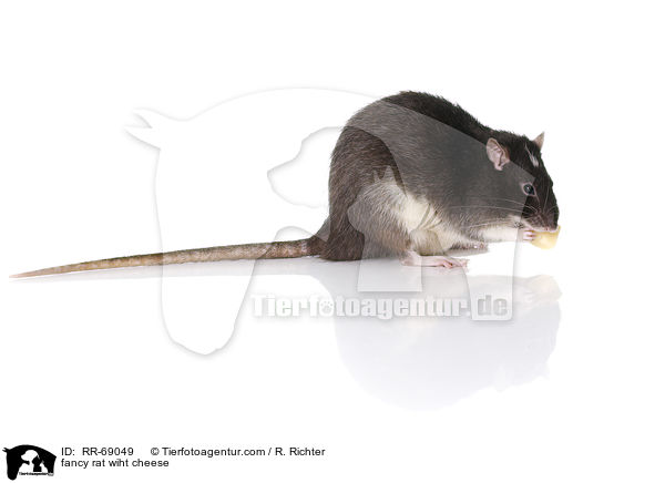 Farbratte mit Kse / fancy rat wiht cheese / RR-69049