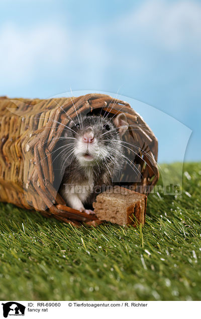Farbratte / fancy rat / RR-69060