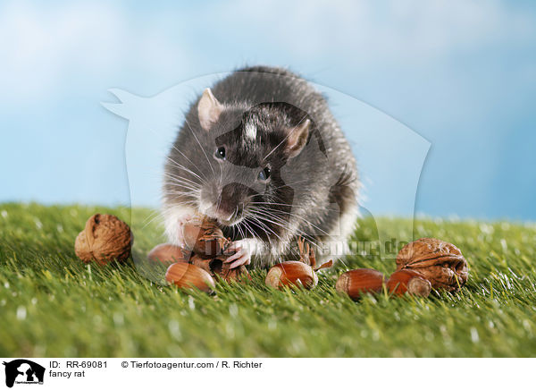 Farbratte / fancy rat / RR-69081