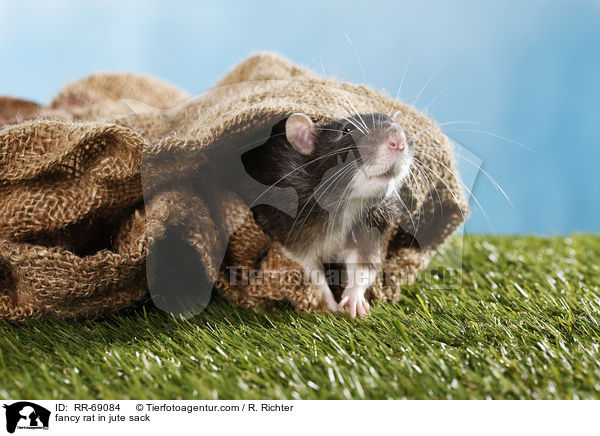 Farbratte im jutesack / fancy rat in jute sack / RR-69084