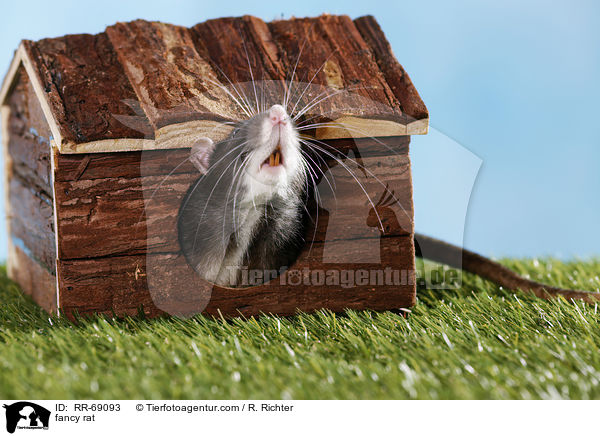 Farbratte / fancy rat / RR-69093