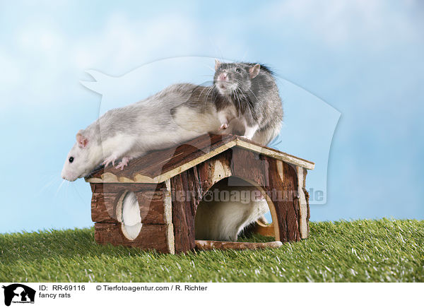 Farbratten / fancy rats / RR-69116