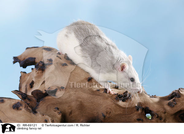 kletternde Ratte / climbing fancy rat / RR-69121