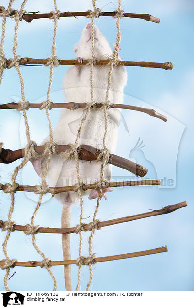 kletternde Ratte / climbing fancy rat / RR-69132
