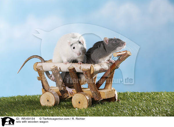 Ratten mit Holzwagen / rats with wooden wagon / RR-69154