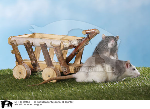Ratten mit Holzwagen / rats with wooden wagon / RR-69156