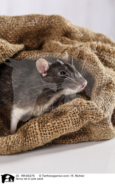 Farbratte im jutesack / fancy rat in jute sack / RR-69276