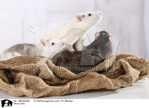 Farbratten / fancy rats / RR-69285