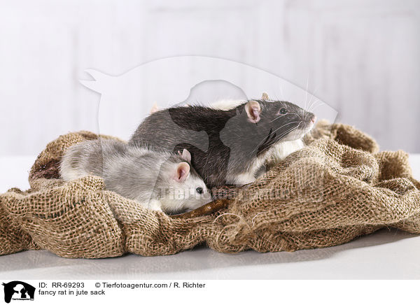 Farbratte im jutesack / fancy rat in jute sack / RR-69293